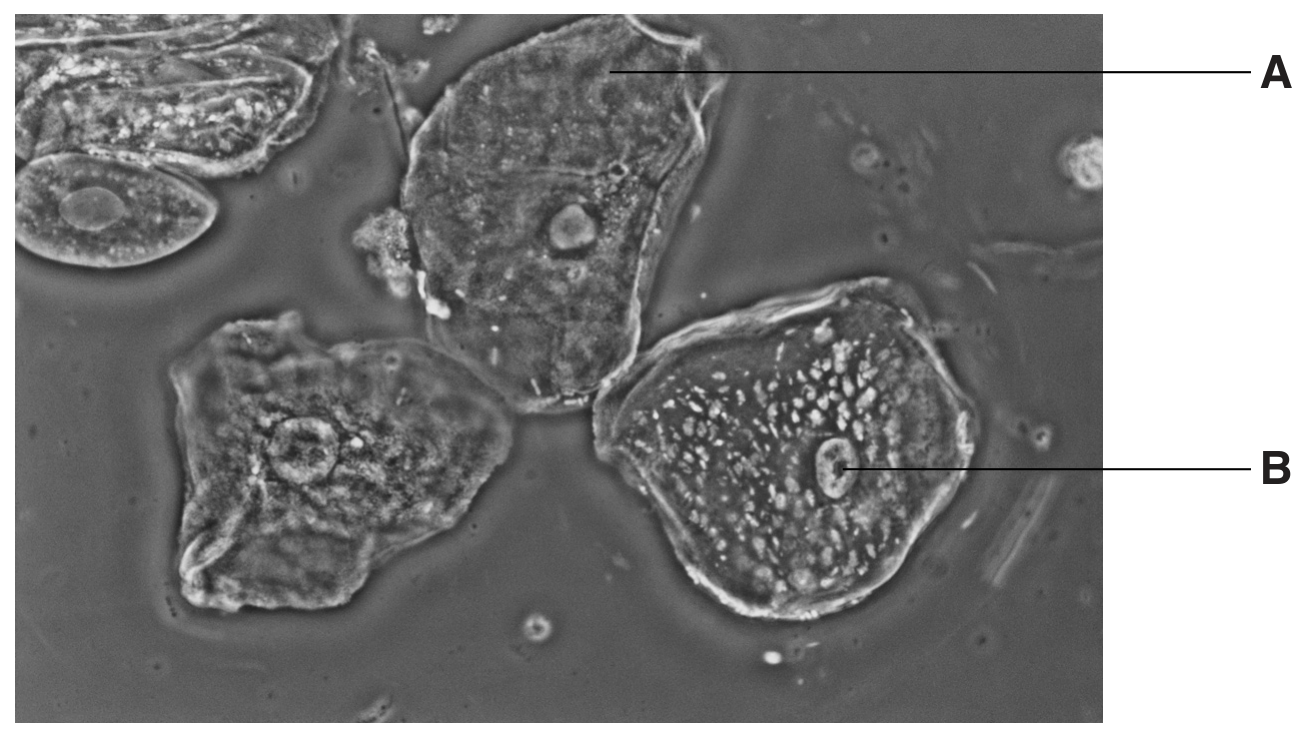 Fig. 1.1