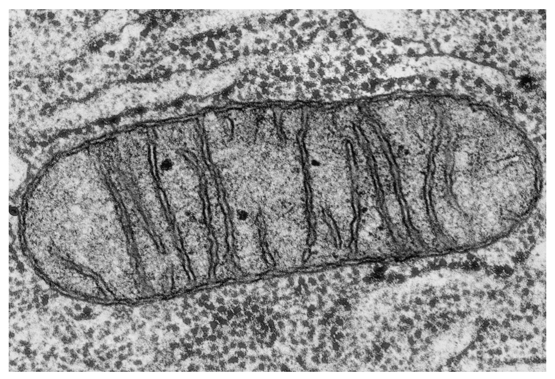 Fig. 1.2