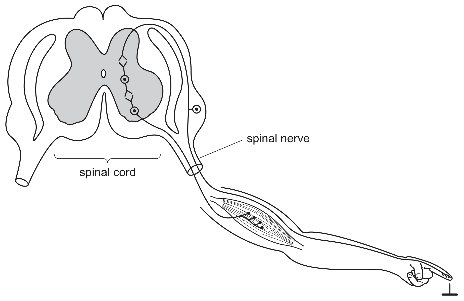 Fig. 3.1 shows the reflex arc involved in a simple reflex action.