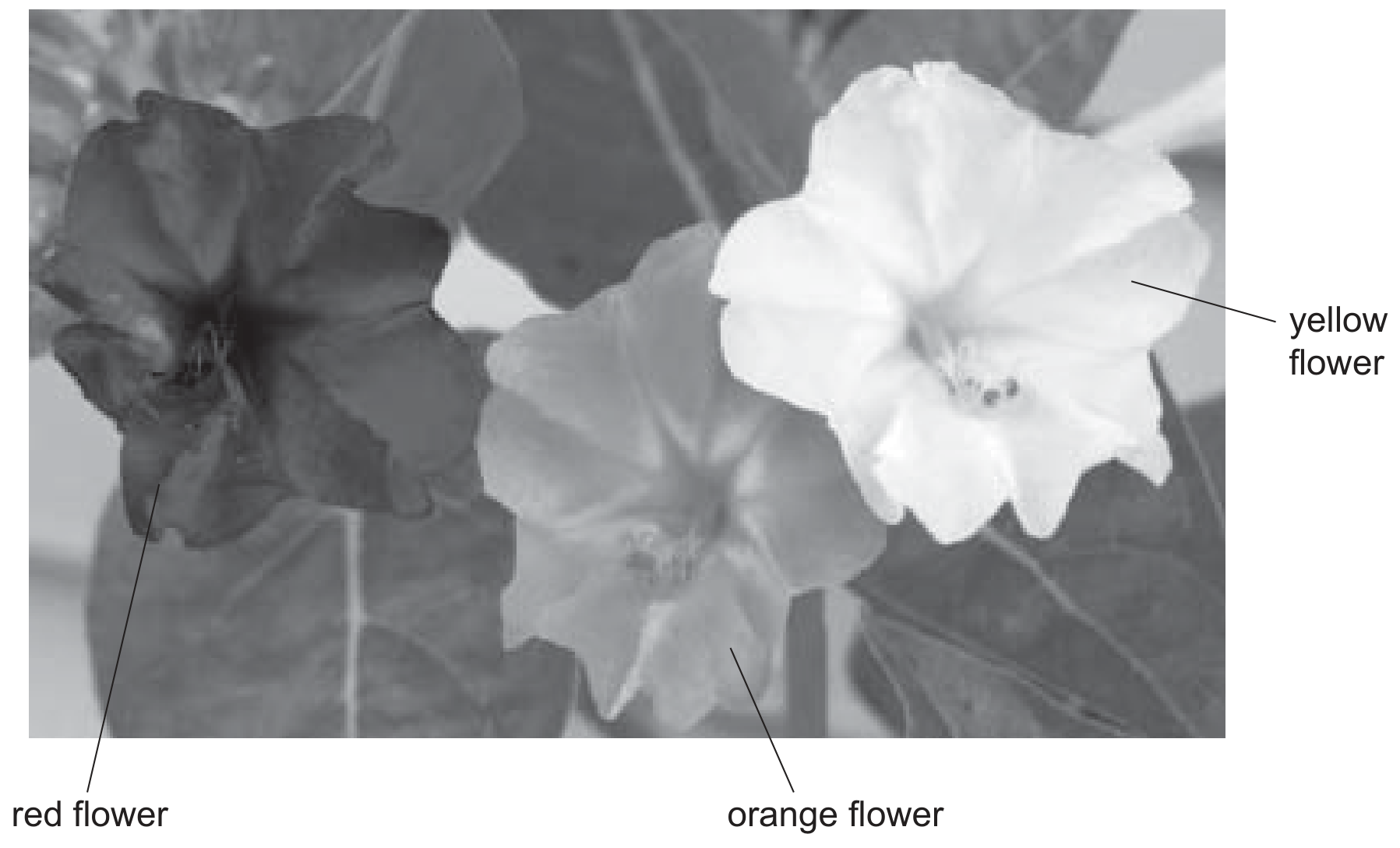 Fig. 4.1