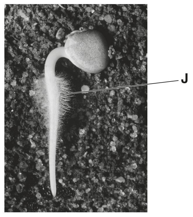 Fig. 5.1