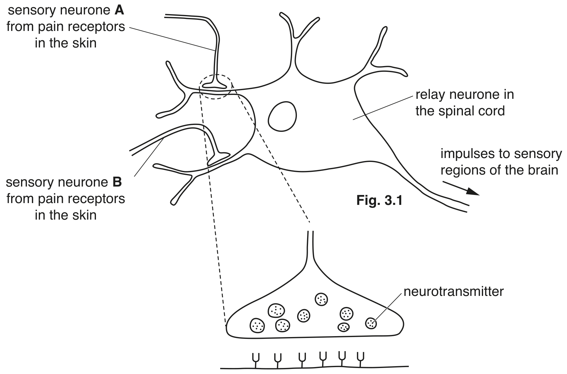 Fig. 3.2