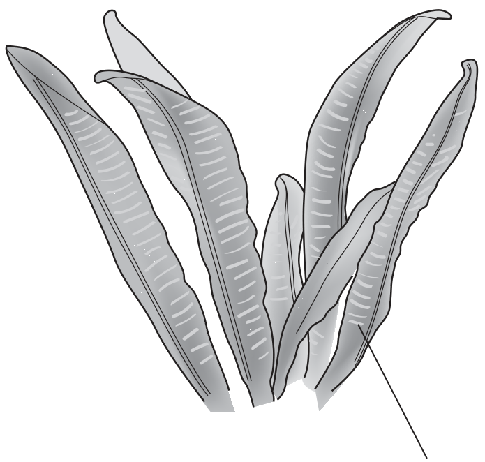 leaf-like fronds which have structures containing spores on their lower surface