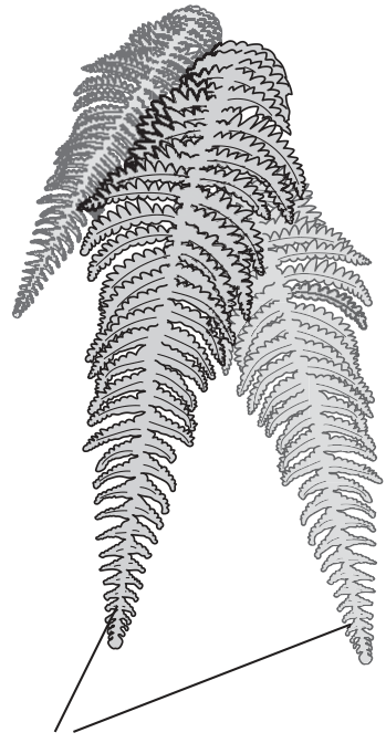 leaf-like fronds which have structures containing spores on their lower surface