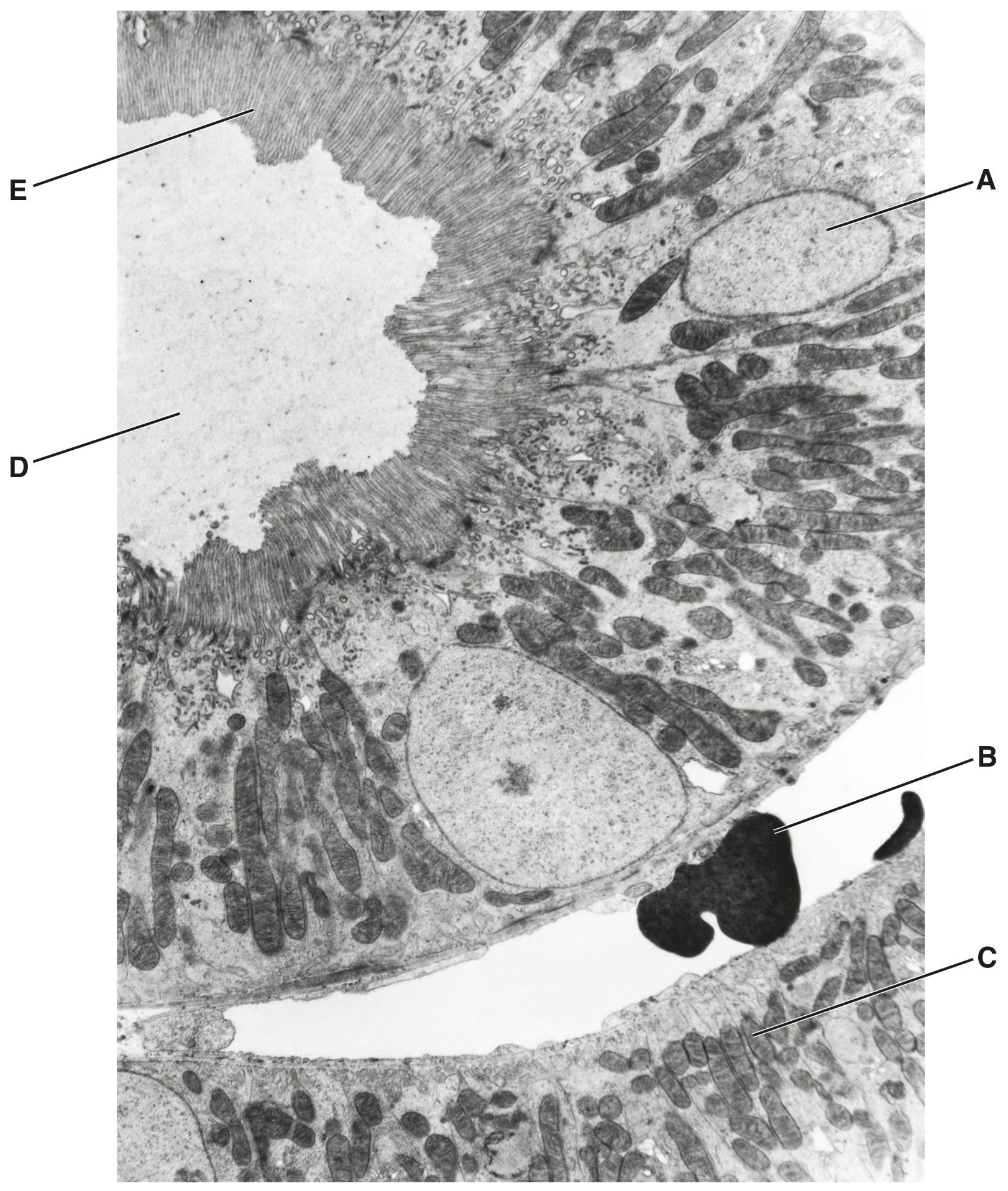 Fig. 1.1