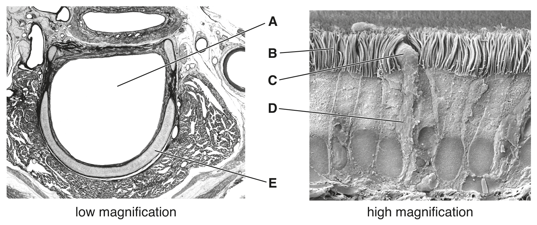 Fig. 1.1