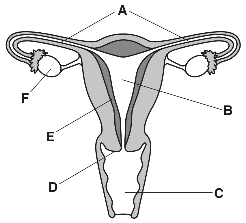 Fig. 4.1