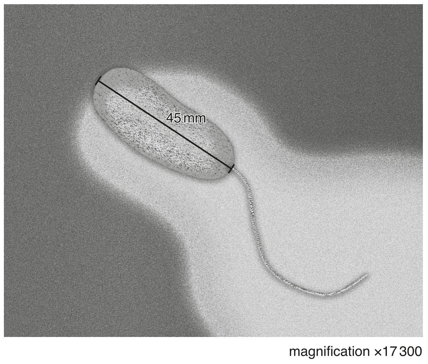 Fig. 1.3