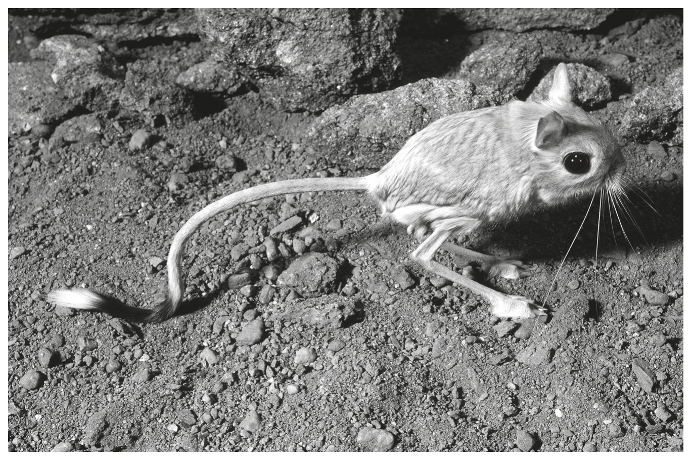 Fig. 2.1