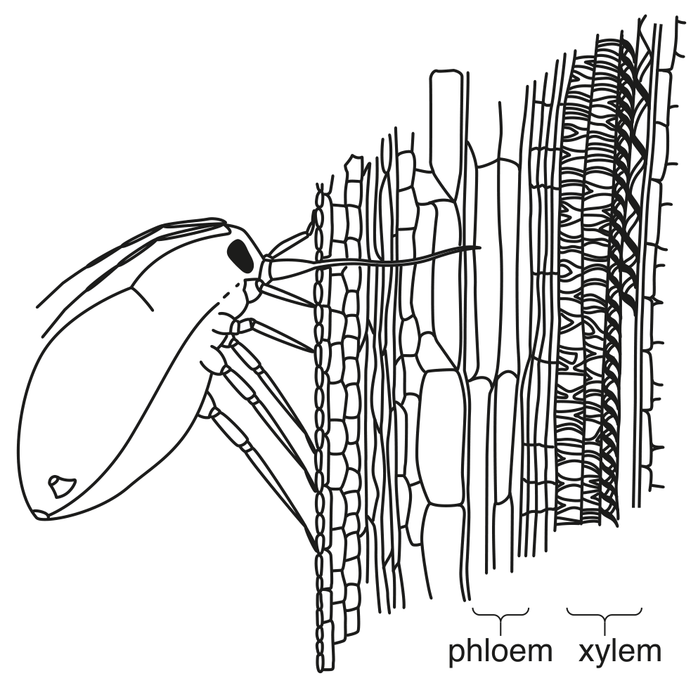 Fig. 3.1
