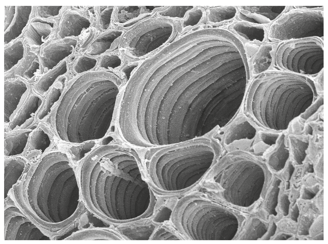Fig. 3.1