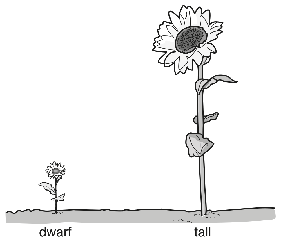 not to scale