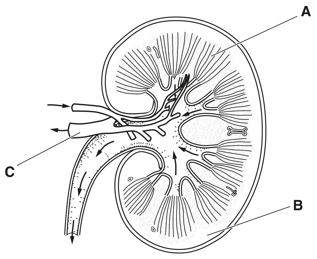 Fig. 1.1