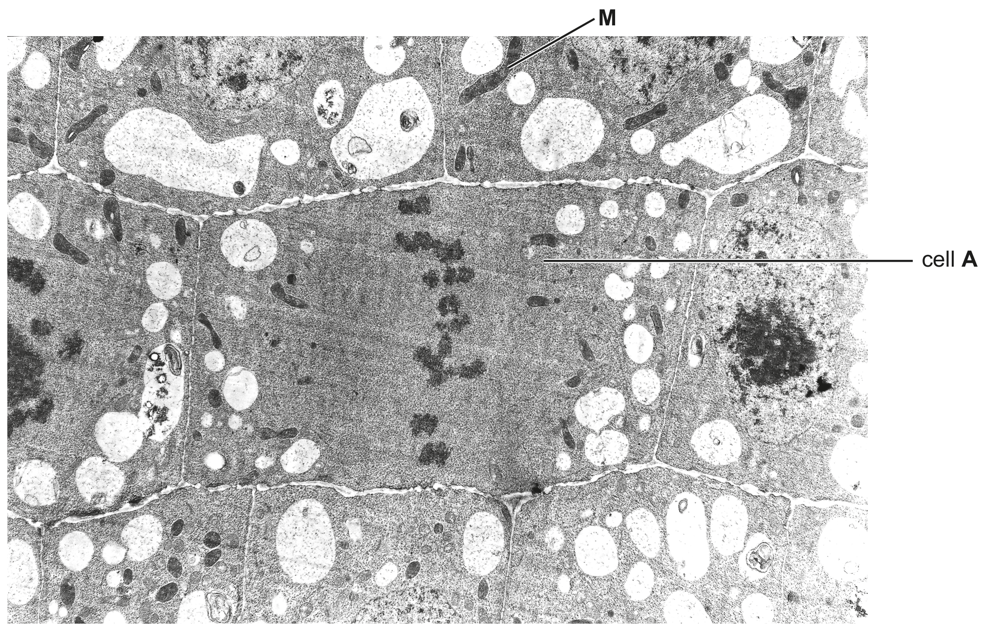 Fig. 6.1