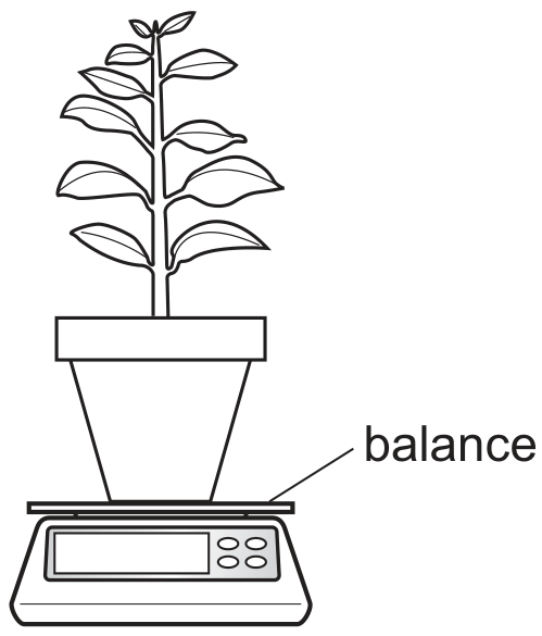 plant 1