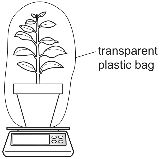 plant 2