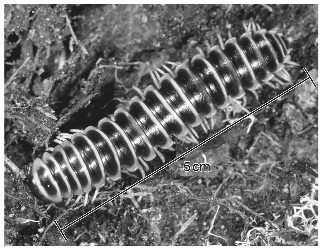 Fig. 1.4