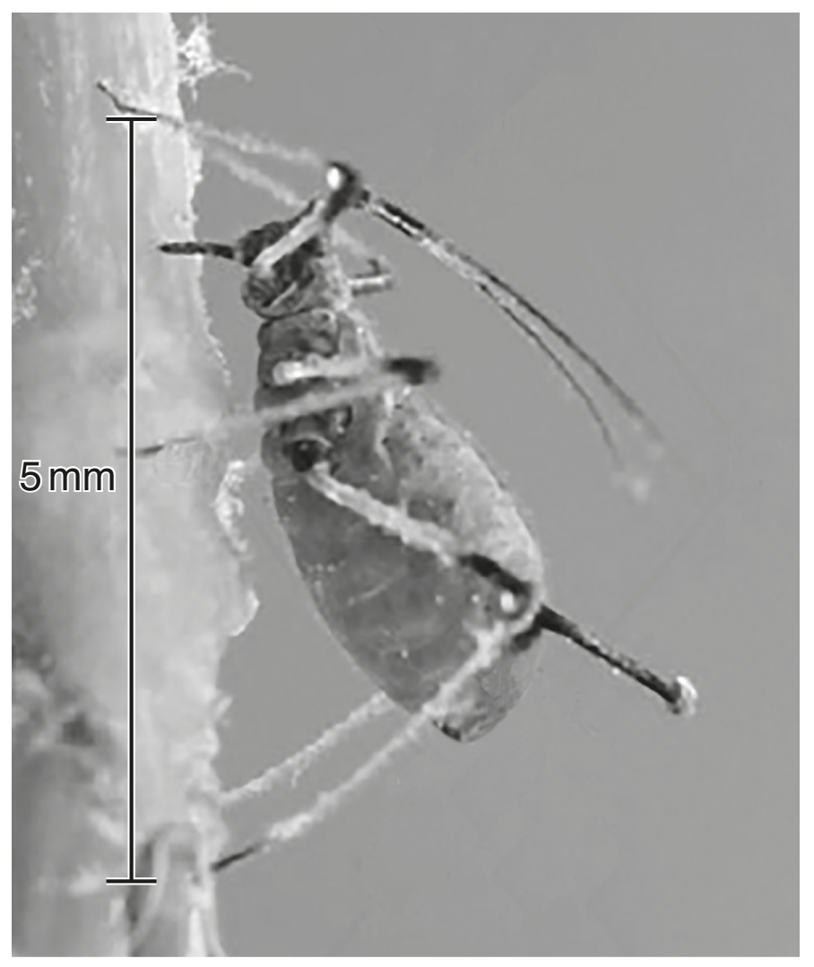 Fig. 2.2
