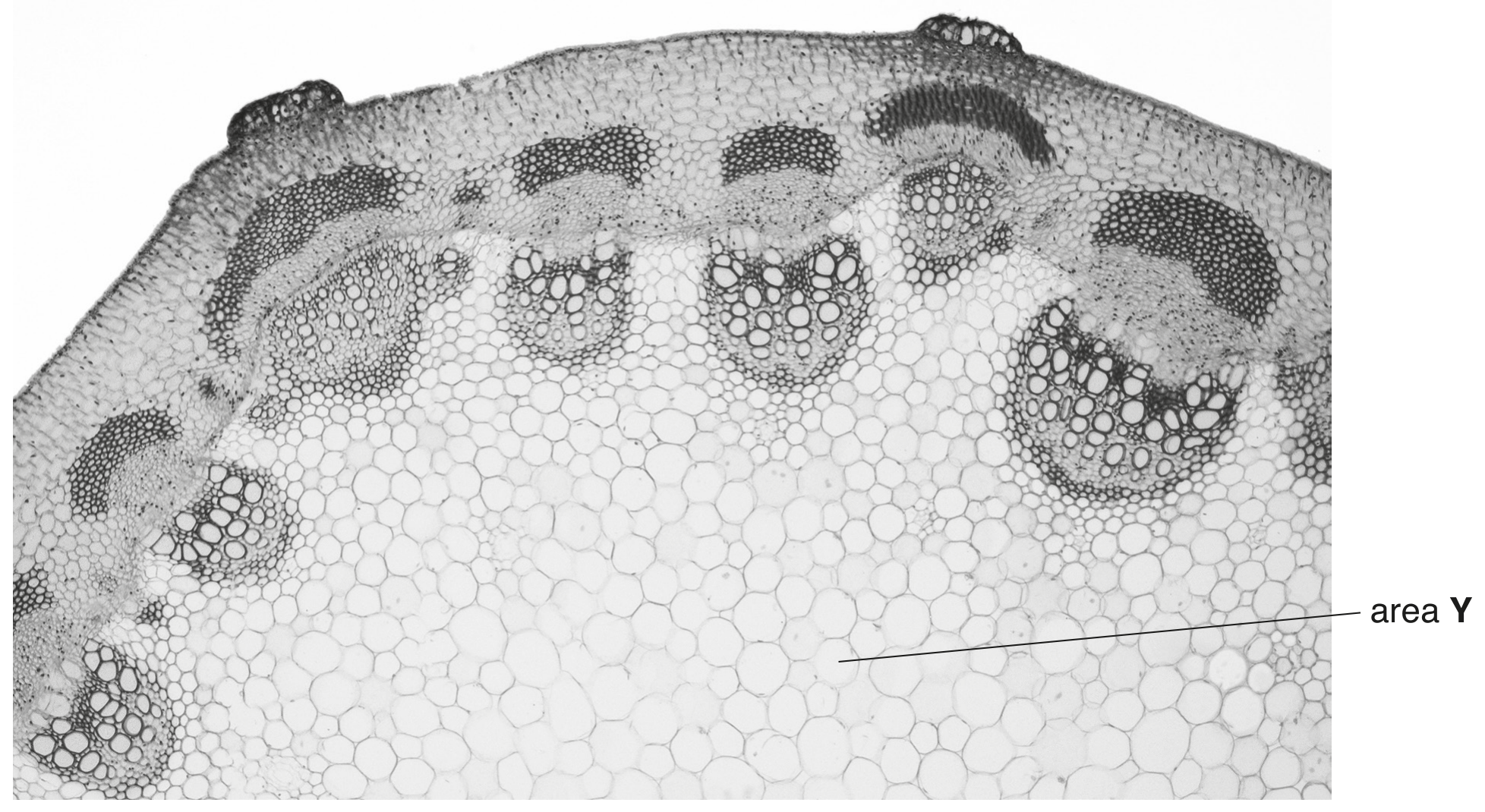 Fig. 2.1