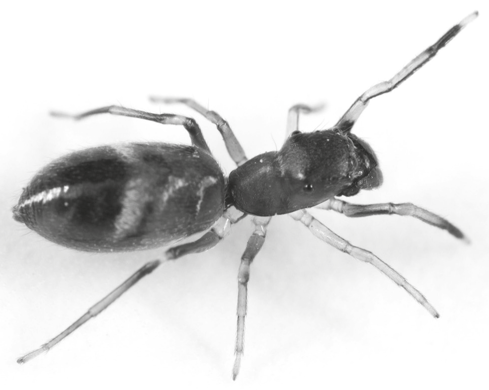 Fig. 1.1