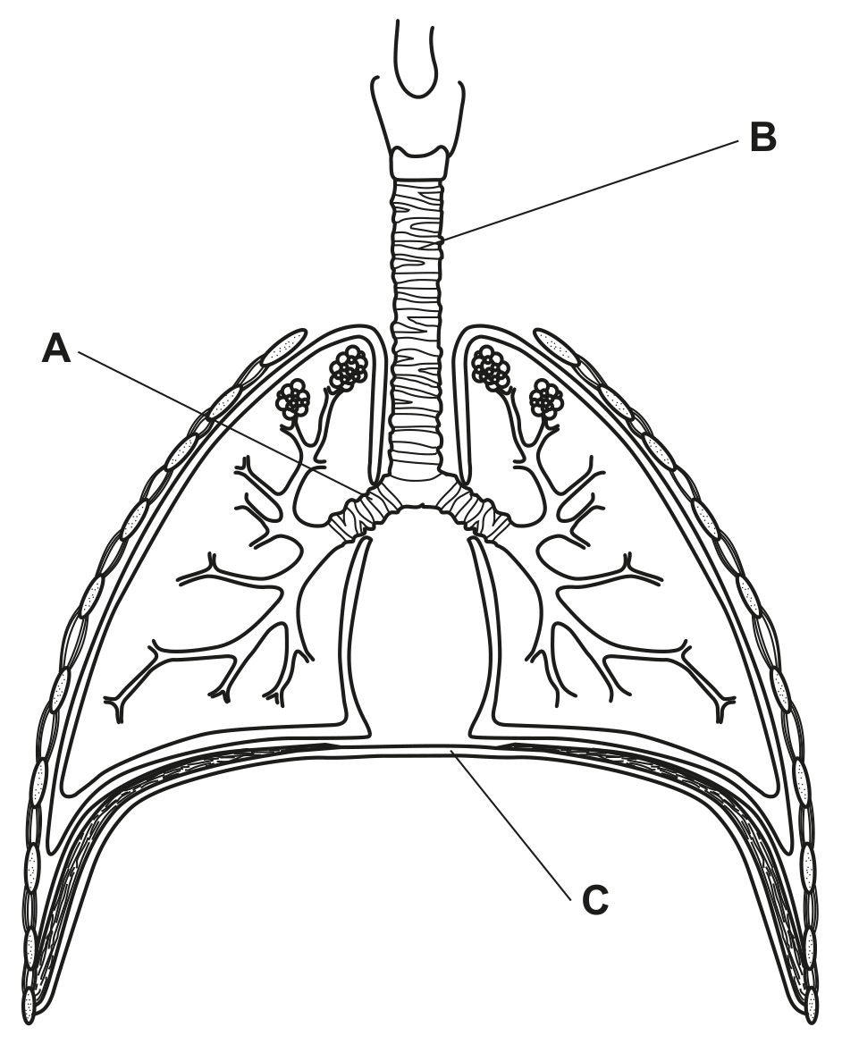 Fig. 1.1