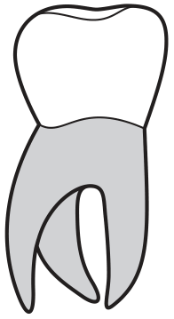 molar