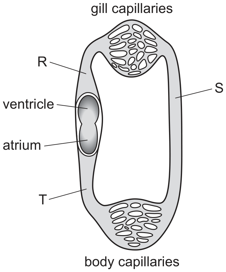 fish circulation