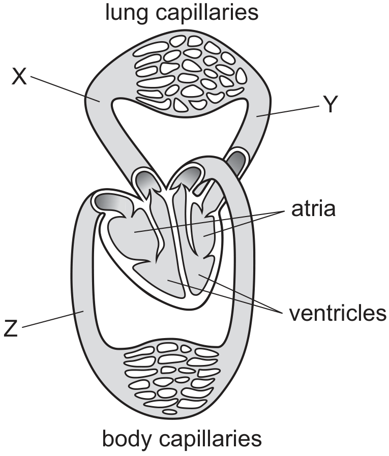 mammal circulation