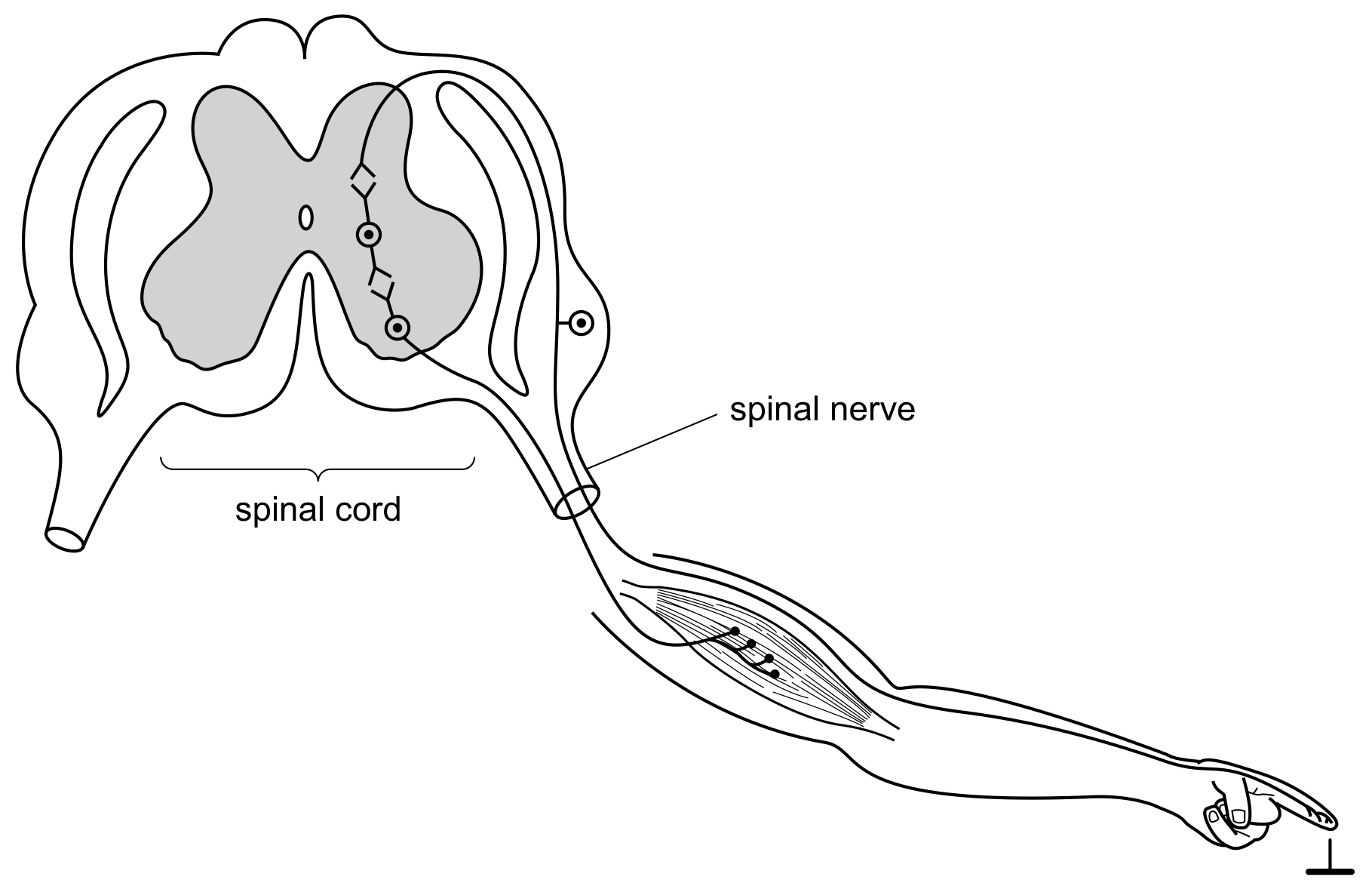 Fig. 3.1 shows the reflex arc involved in a simple reflex action.