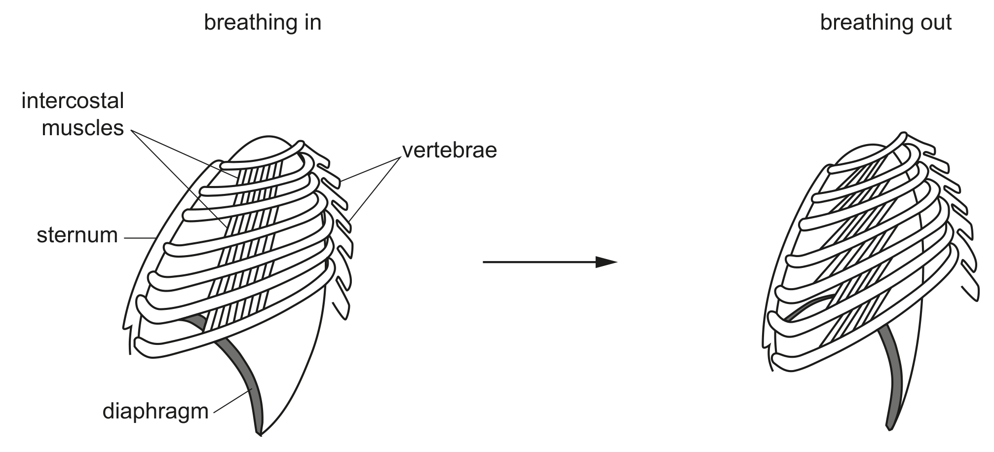 Fig. 1.1 shows parts of the gas exchange system during breathing in and breathing out.