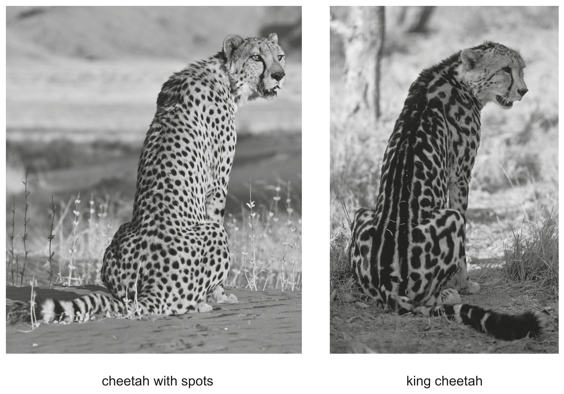 Fig. 3.2 shows a cheetah with spots and a king cheetah.