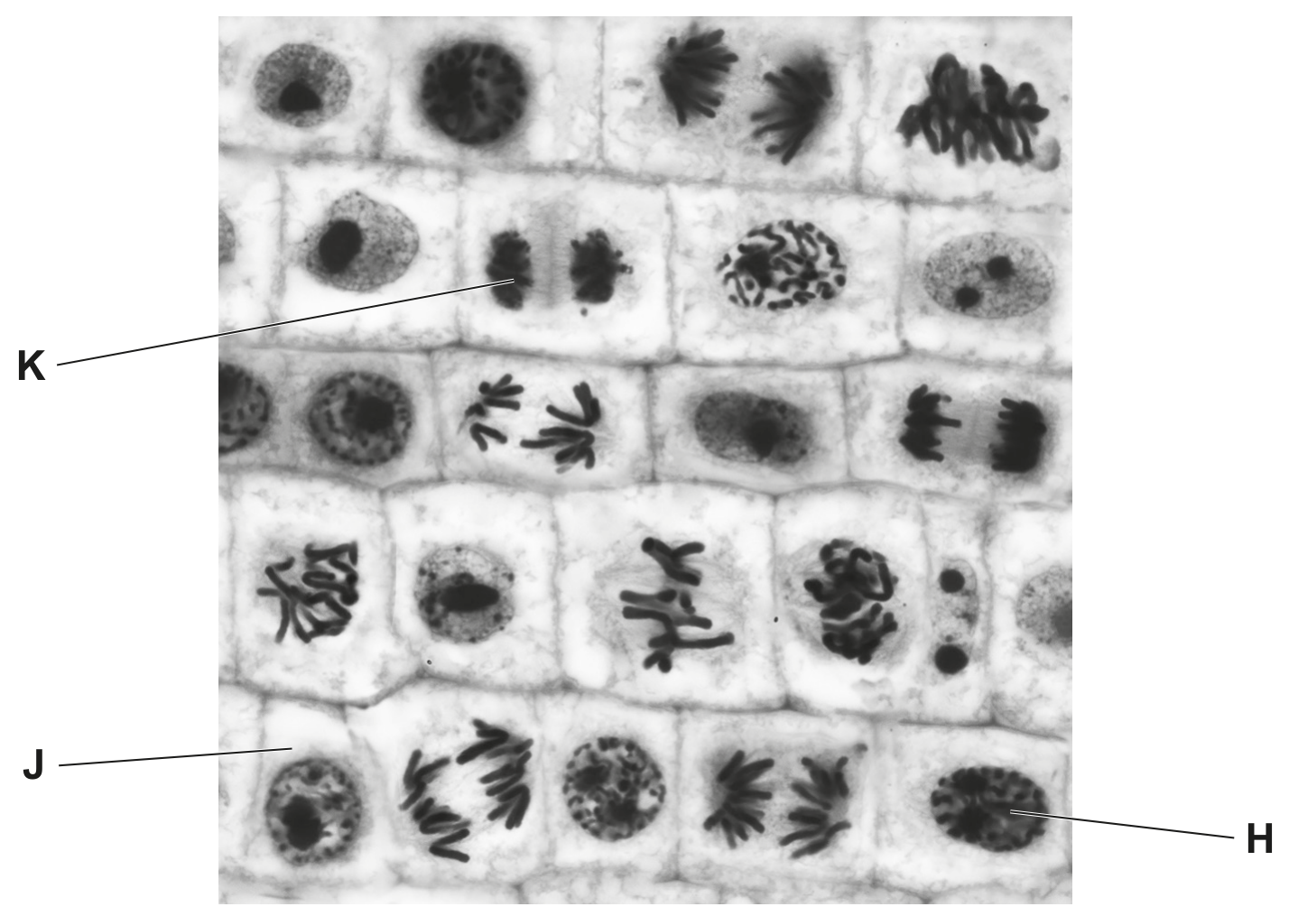 Fig. 6.2