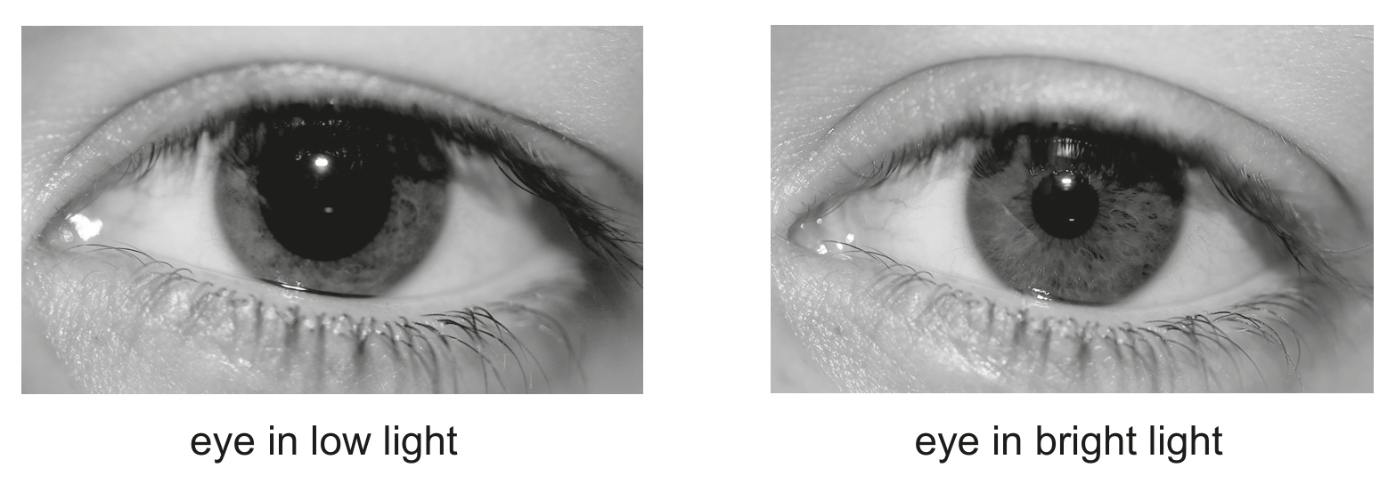 Fig. 1.3