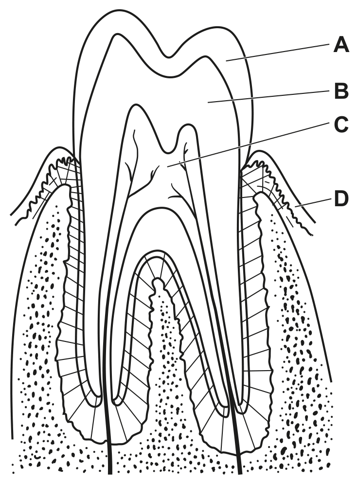 Fig. 2.1