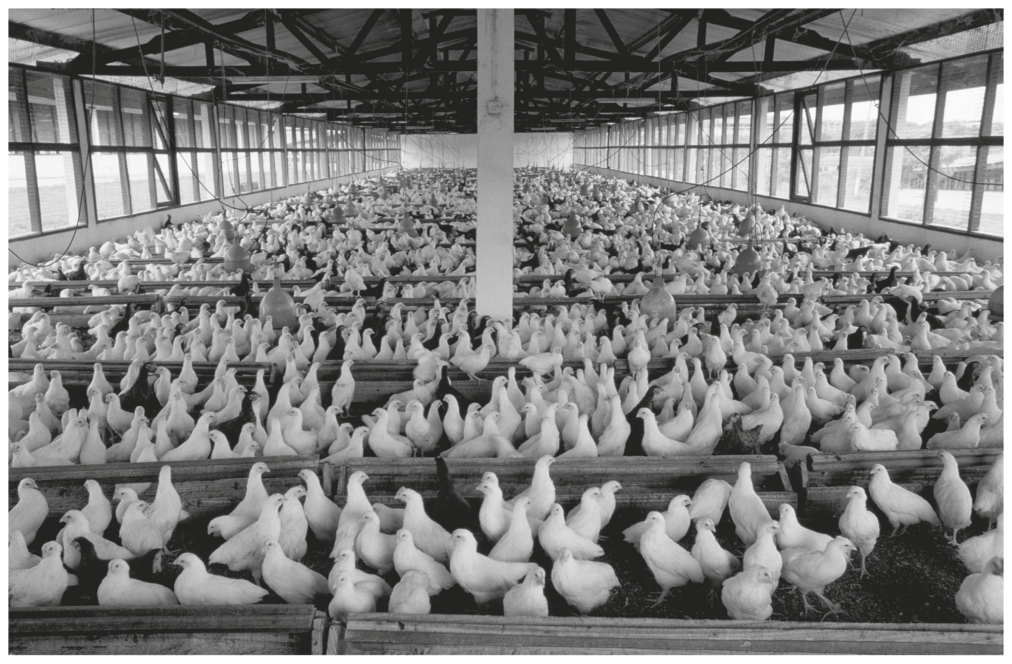 Fig. 3.3 shows intensive farming of chickens.