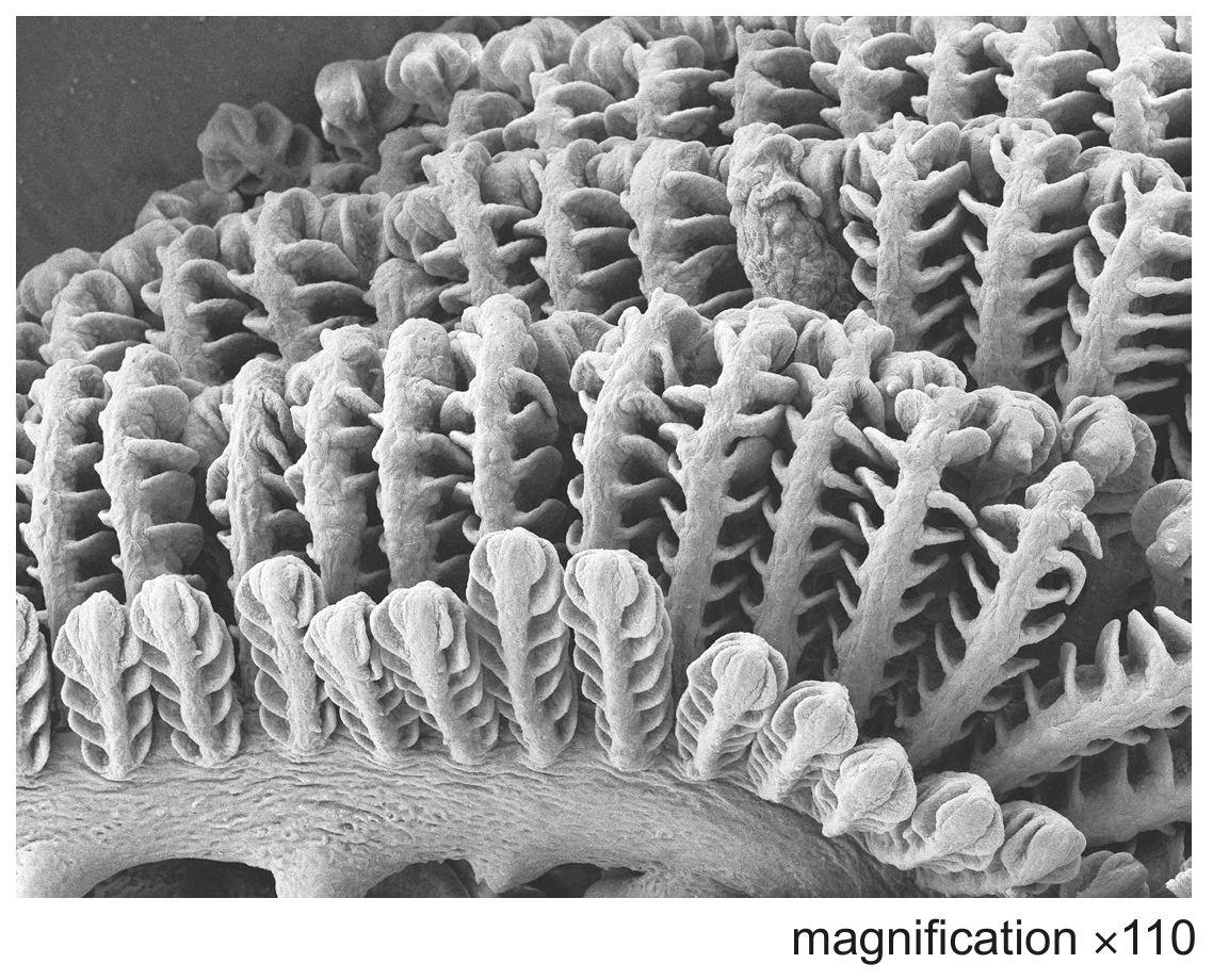 Fig. 1.1