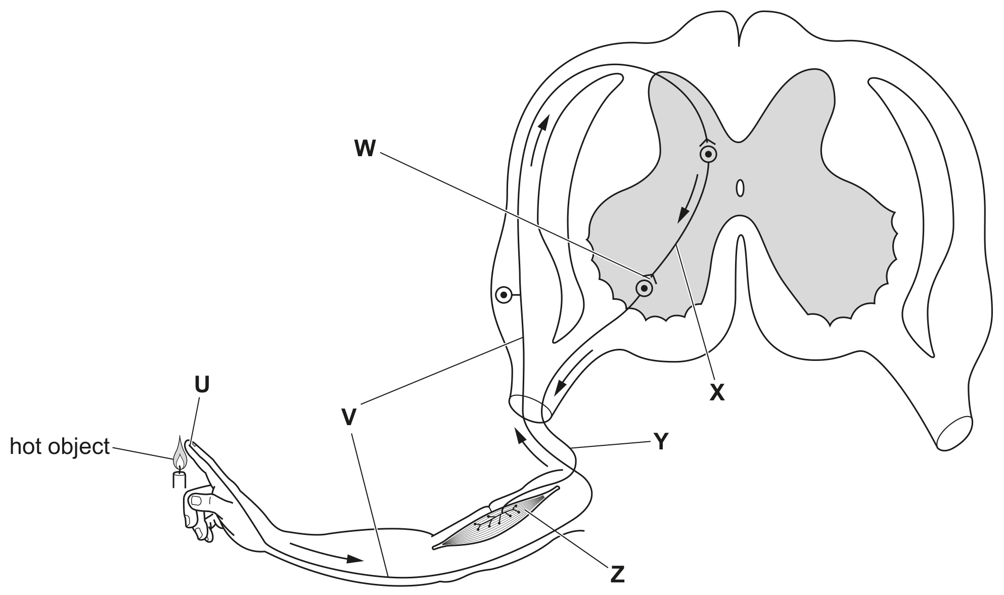 Fig. 4.1 shows the structures that are involved in the movement of the hand.