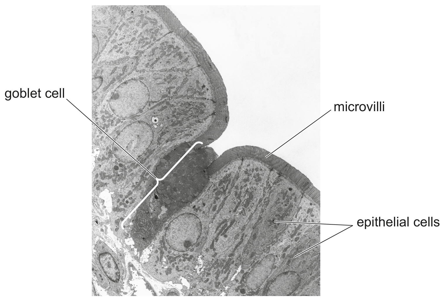 Fig. 1.2