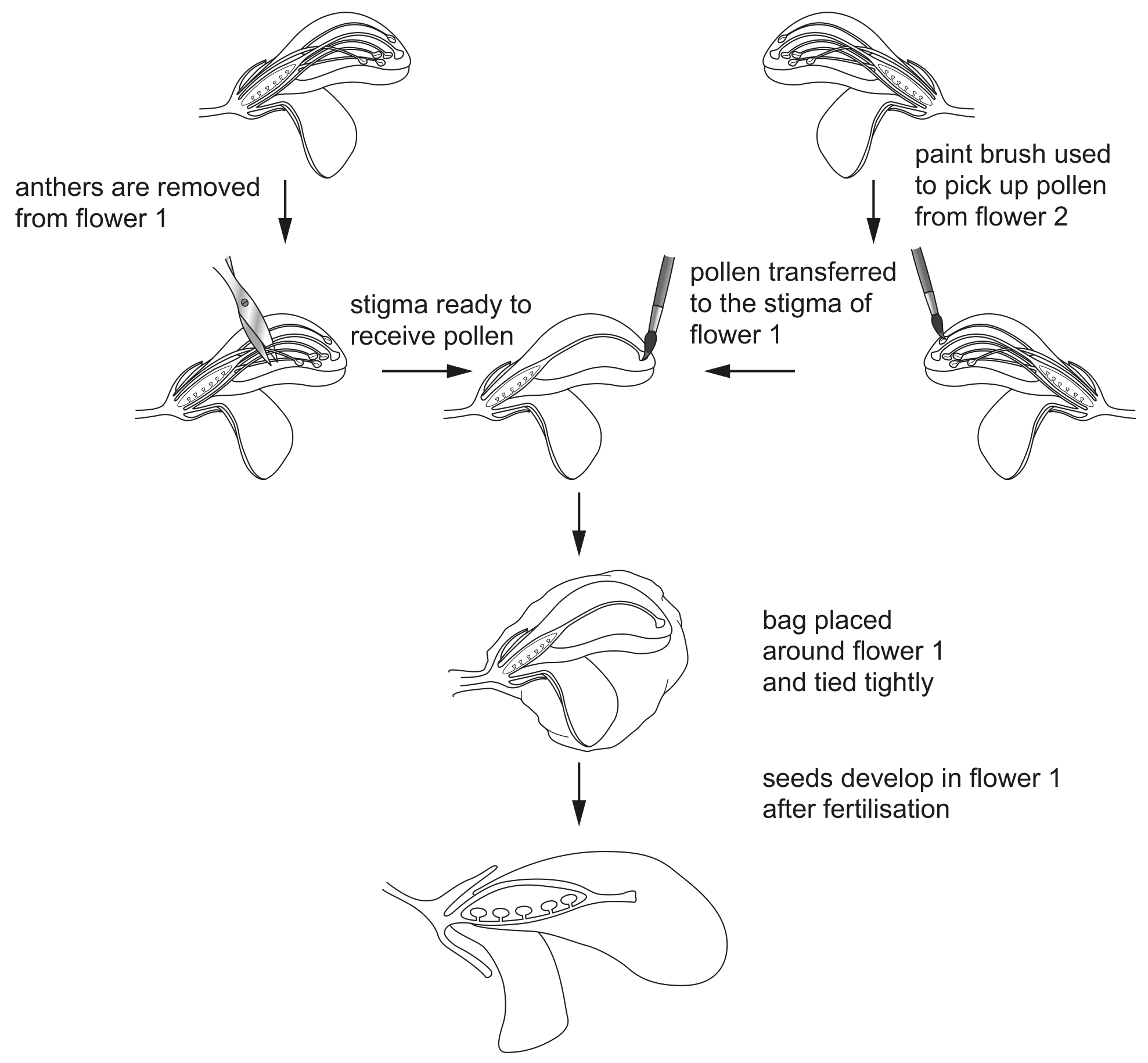 Fig. 2.1 shows the procedure for crossing two plants of the same species.