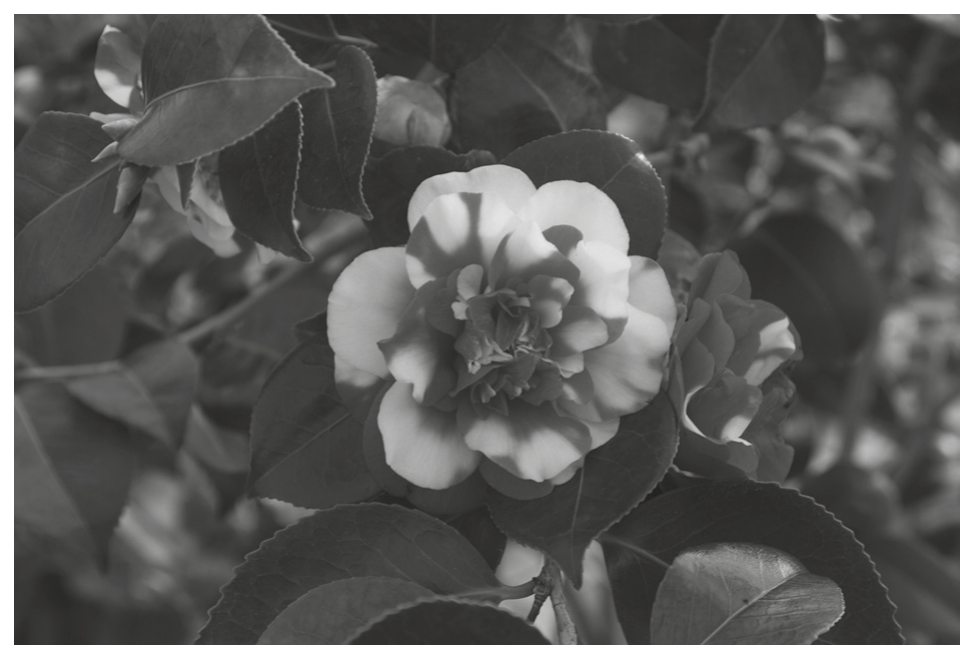 Fig. 2.2