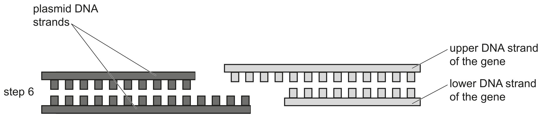 Fig. 1.2 is a diagram showing the action of enzyme 2.