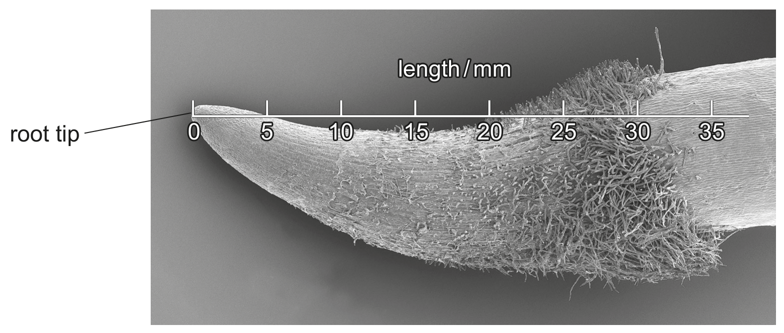 Fig. 2.1
