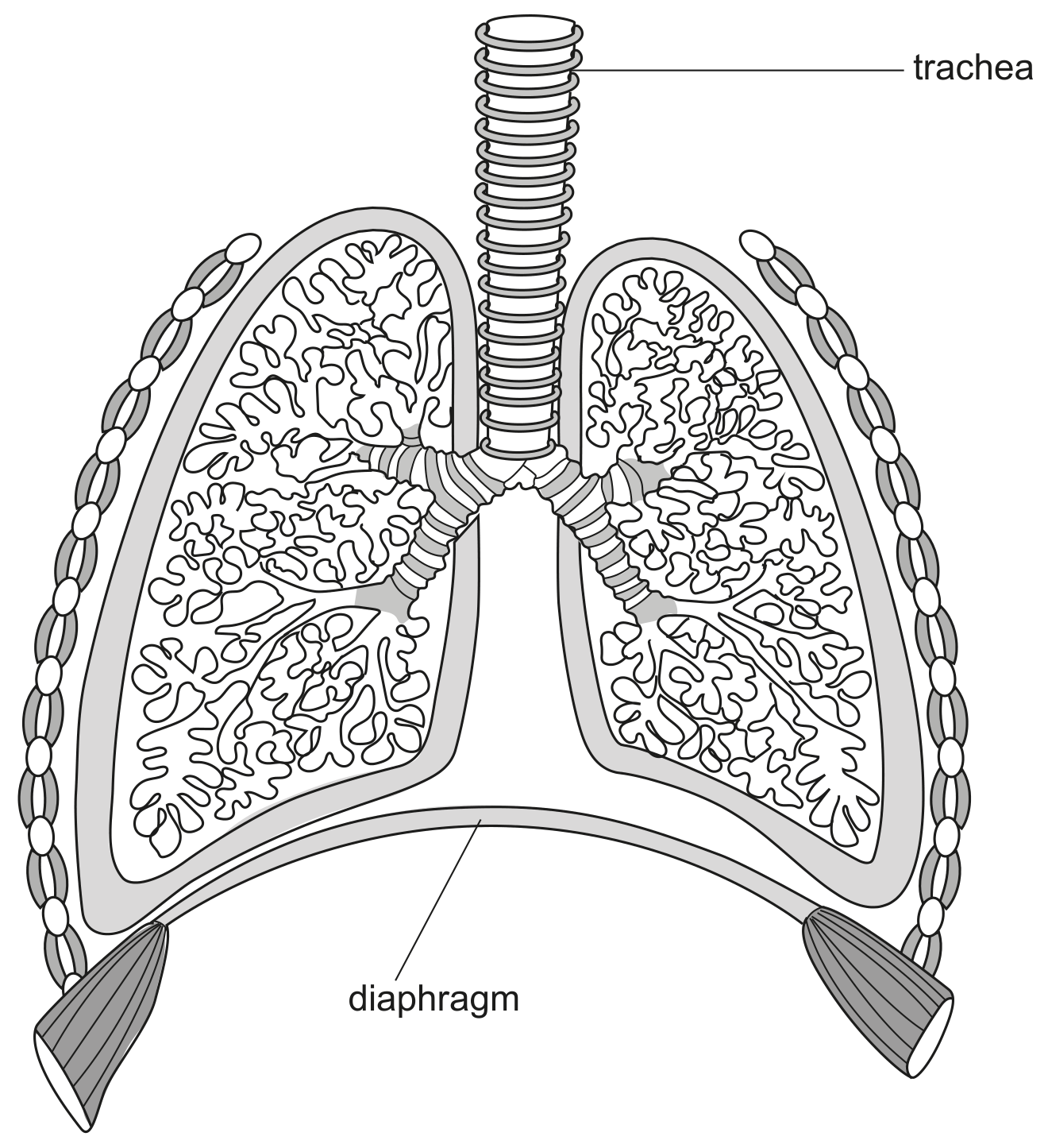Fig. 1.1