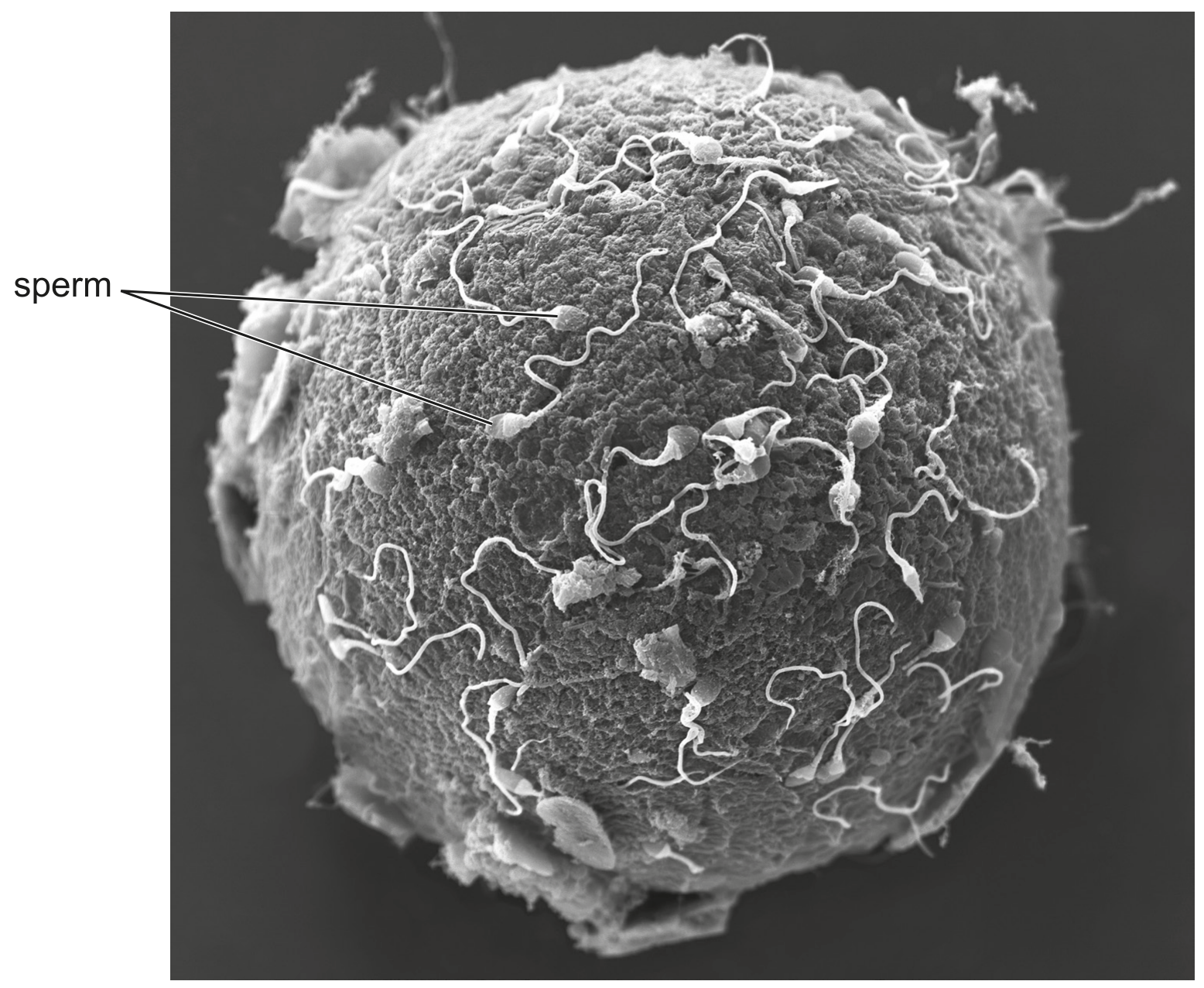 Fig. 2.1