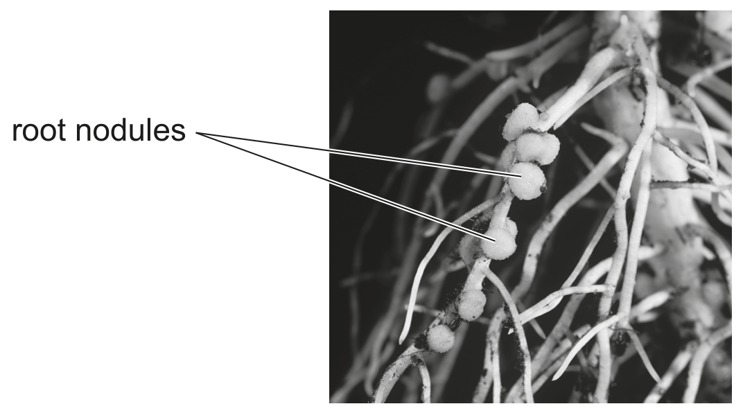 Fig. 4.1
