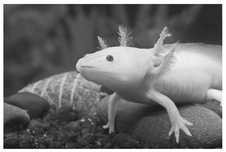 Fig. 3.2