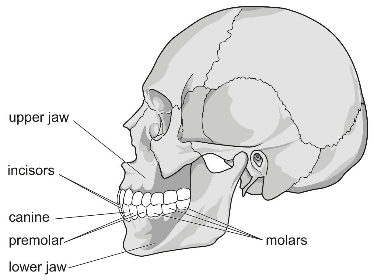 Fig. 1.1
