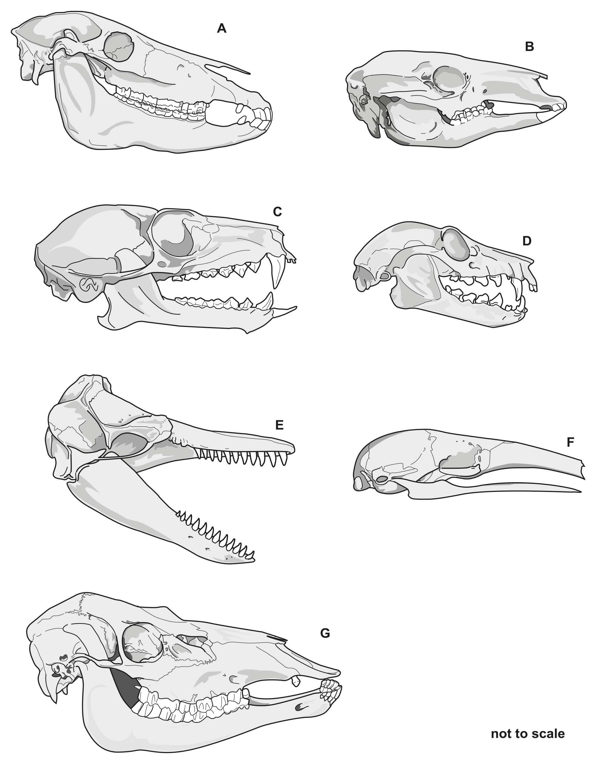 Fig. 1.2 shows the skulls of seven mammals.
