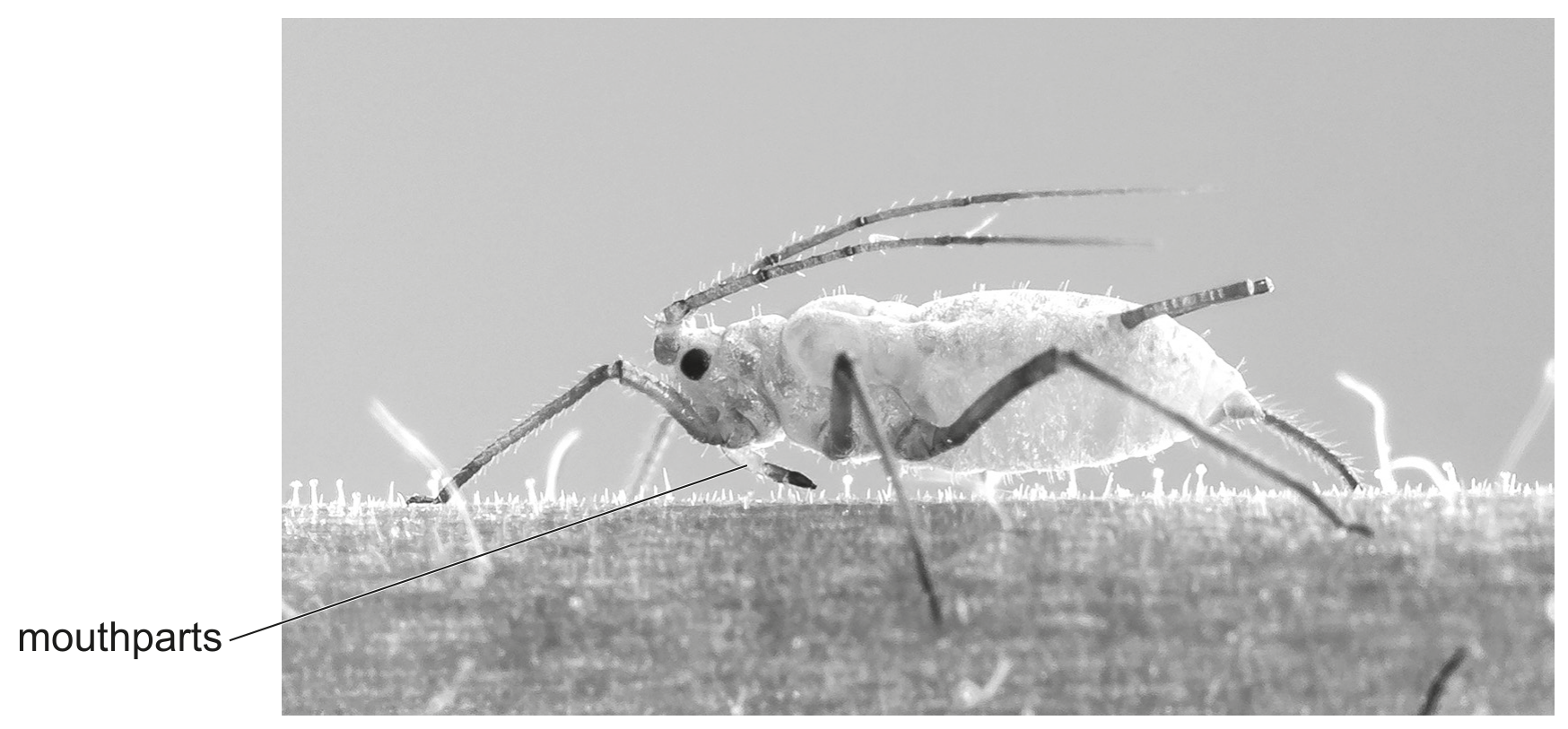 Fig. 3.1