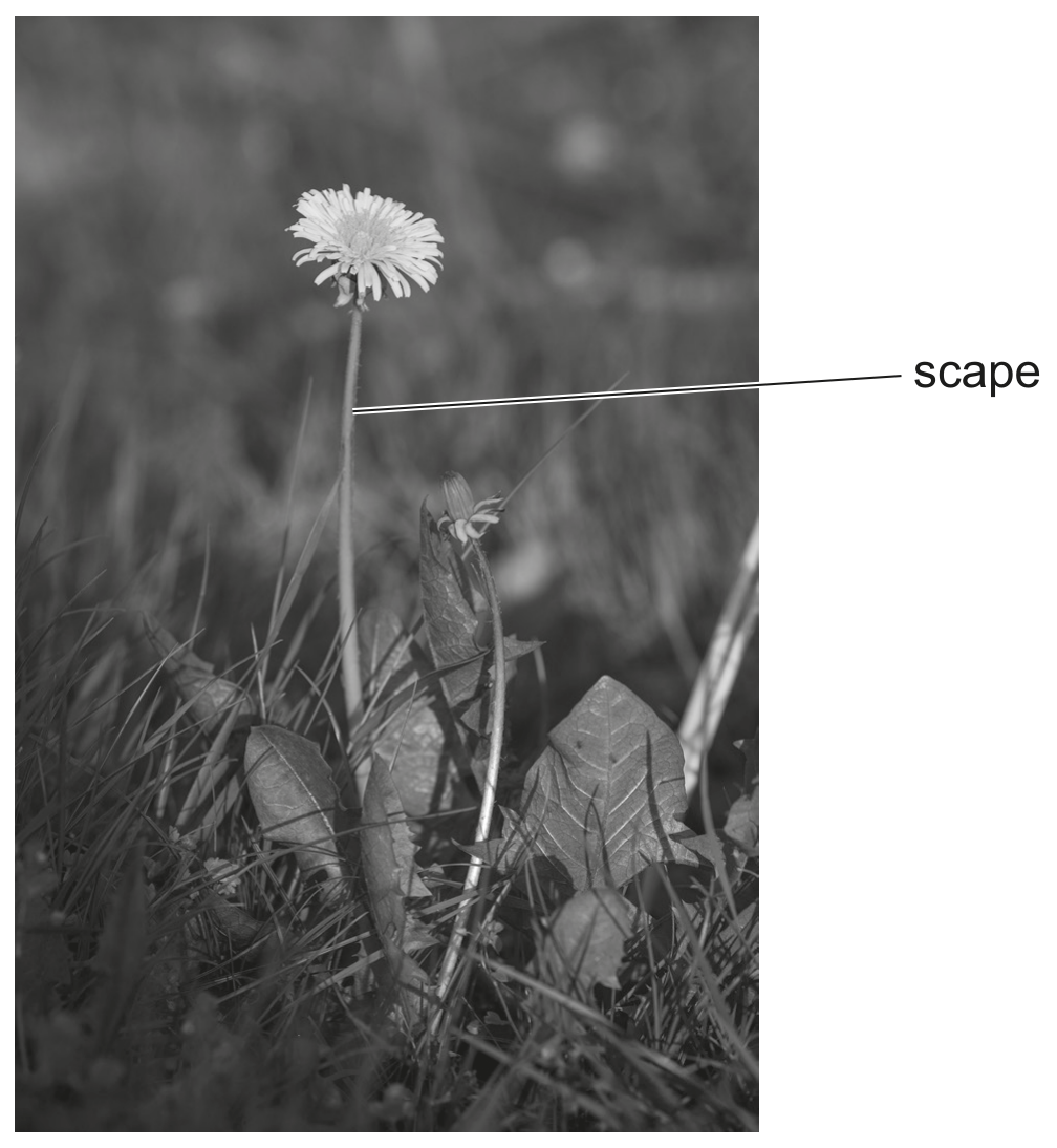 Fig. 4.1